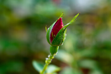 Photo of red rose bud on green background