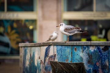 seagull on a fountain wall at alexanderplatz