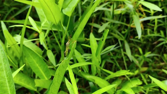 Leptocorisa is a genus of broad-headed bugs in the family Alydidae.