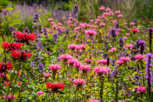 Monardas 'Gardenview Scarlet' (left) & 'Croftway Pink'