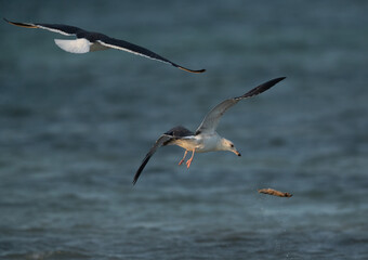 Fototapeta na wymiar Lesser Black-backed Gull dropped the fish whiel chased by other at Busaiteen coast, Bahrain