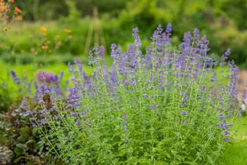 Nepeta 'Six Hills Giant'