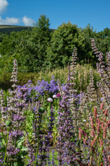 Various Nepeta nudas and latifolia with Sanguisorba 'Pink Tanna' with Dartmoor's Cawsand/ Cosdon Beacon  behind