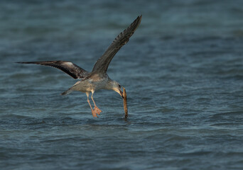 A juvenile Lesser Black-backed Gull trying to pick up the dropped fish at Busaiteen coast, Bahrain