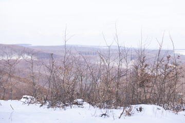 Beautiful trees in a forest in Vienna, Austria
