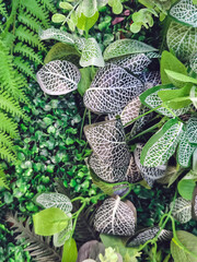 Many beautiful artificial green plant decoration on the wall and make it look fresh and beautiful. Decorate the garden with fake plants on the wall of the house for nature background. Selective focus.