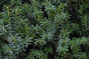 Dark green background of yew branches