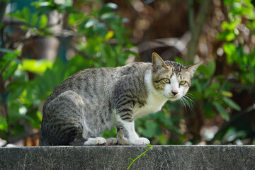 A tiger cat relaxing on a wall. Beautiful feline cat at home.
