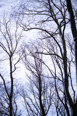 Beautiful trees in a forest in Vienna, Austria