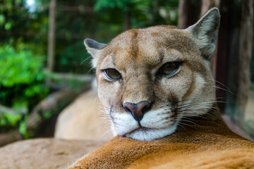 close up portrait of a cougar staring at the viewer