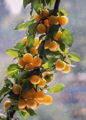 Yellow plums branch under the window