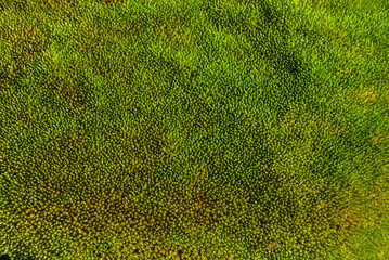 Tuft of fresh green moss closeup as green natural background