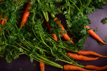 Fresh carrots with green tops on a dark gray table.