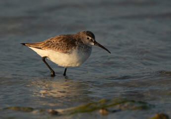 Dunlin at Busaiteen coast in the morning, Bahrain