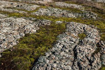 Tuft of fresh green moss on wet rock closeup