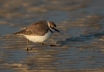 Kentish Plover running away in the morning at Busaiteen beach, Bahrain