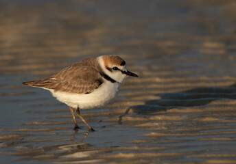A portrait of a Kentish Plover in the morning at Busaiteen beach, Bahrain
