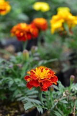 Fototapeta premium red flower