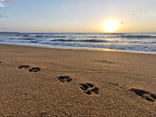 Pawprints (Paw prints) on the beach with sunset 