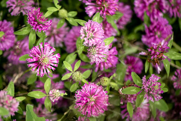 Close up of blooming pink clover flowers in the meadow
