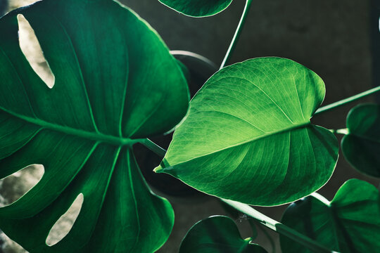 Monstera in vaso con foglia a cuore