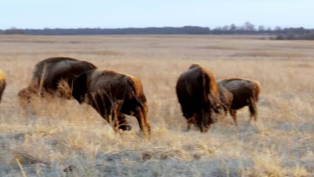 Feisty American Bison, bison bison, young calf runs around and challenges another by butting heads in the tall prairie grass. Hand held clip in evening light.