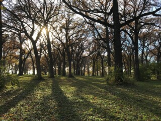 Trees and shadows, Illinois