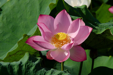 Beautiful pink lotus flower in blooming with green leaves as background
