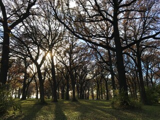 Trees and shadows, Illinois