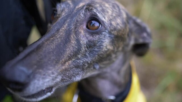 Close up slow-mo shot of Spanish Greyhound Galgo eyes