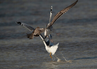 A fight between Great black-headed gull and a juvenile black-headed gull at Busiateen coast