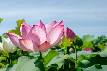 Close-up of lotus flower on the pond at sunrise. For thousands of years, the lotus flower has been admired as a sacred symbol.