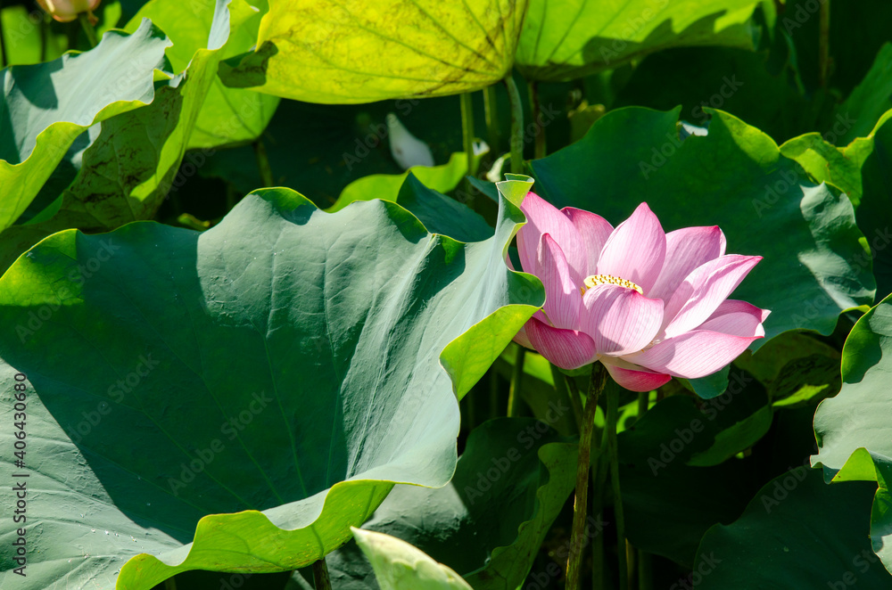 Wall mural Lotus flower blooming in summer pond with green leaves as background