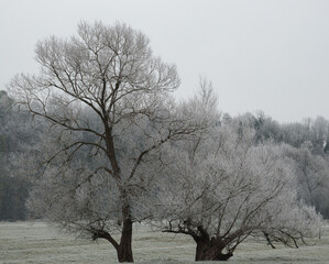a pair of frosty snow covered oak trees, one with a twisted and split trunk base