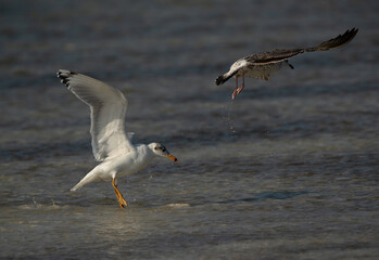 Great black-headed gull landing after a clash by a juvenile gull at Busiateen coast