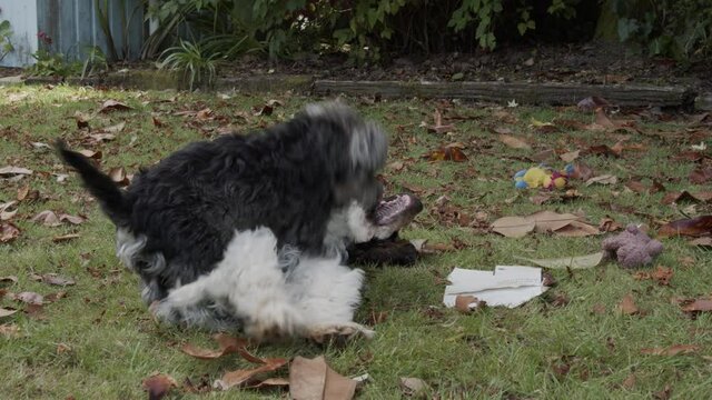 Cocker Spaniel and Miniature Schnauzer wrestle for a teddy bear.
