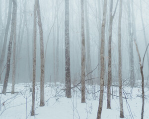 Fototapeta premium Foggy Woods