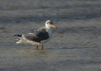 A Great black-headed gull at Busiateen coast