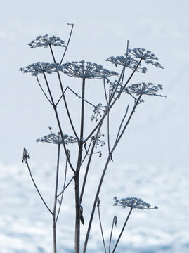 Schierling im Winter