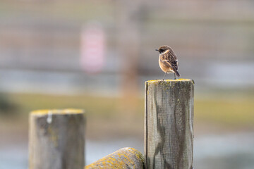 Stonechat (Saxicola Rubicola) Aiguamolls de l'Empord&agrave;