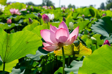 Lotus flower and green leaves lotus nature background in pond panoramic. Blank copy space