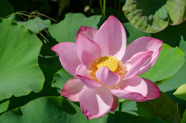Close-up of lotus flower on the pond at sunrise. For thousands of years, the lotus flower has been admired as a sacred symbol.