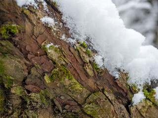 close-up of white snow on a tree trunk in the forest