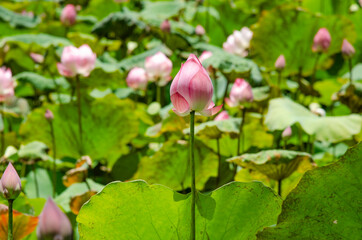 Obraz na płótnie Canvas Lotus flower blooming in summer pond with green leaves as background