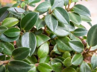 close-up of green house flower leaves