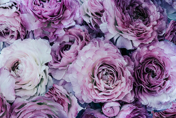Big bunch of fresh violet roses in bouquet close up texture background 
