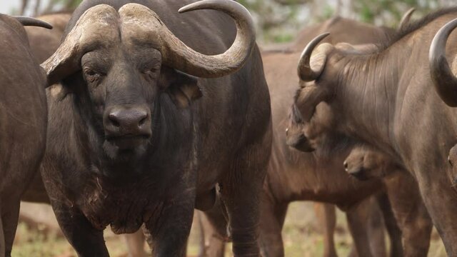 Bull African Cape Buffalo has expressive face, chewing cud in herd