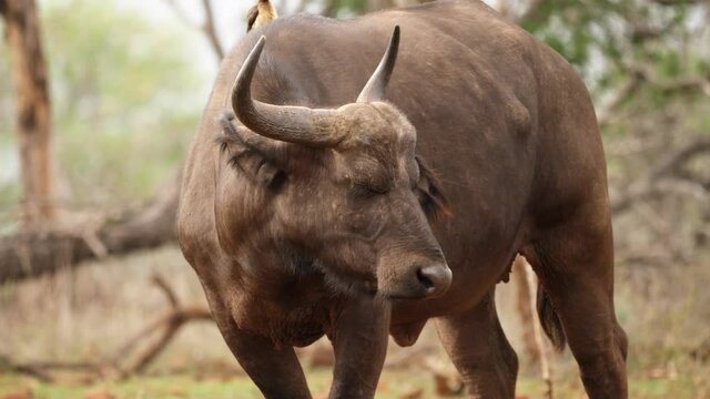 Oxpecker sits atop Cape Buffalo as she swats at flies with hairy ears