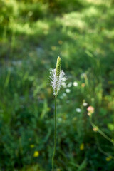 Plantago media