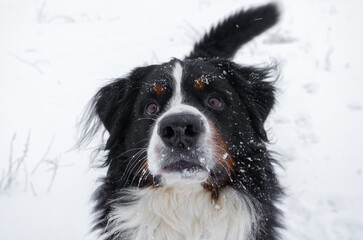 Bernese mountain dog with snow on his head. Happy dog walk in winter snowy weather